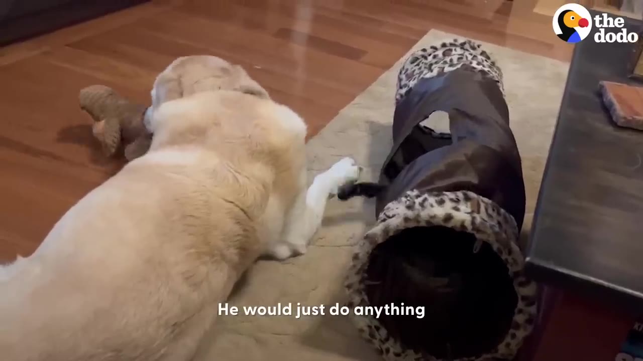 A cream-colored dog lies on a rug with a plush toy in its mouth while reaching toward a leopard-patterned cat tunnel.