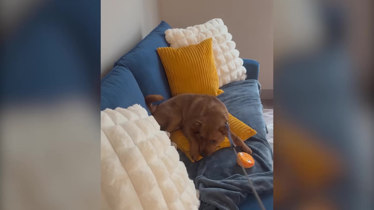 A small brown dog lying cautiously on a blue sofa surrounded by yellow and white pillows.