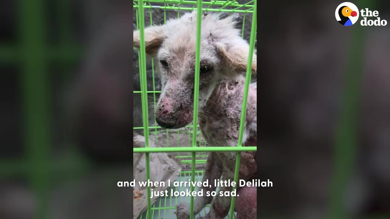A small white dog with severe skin hair loss looking out from inside a bright green wire cage.