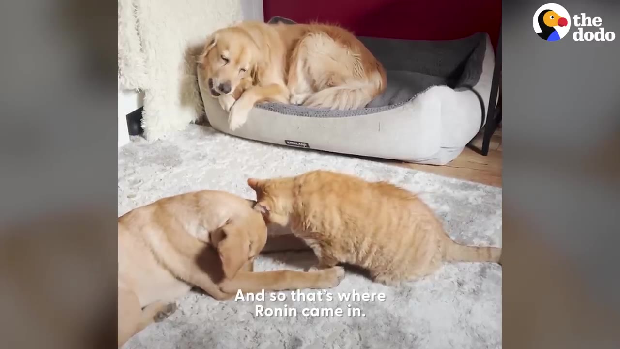 A golden retriever rests in a dog bed in the background while an orange cat and a light brown puppy interact on a rug in the foreground.