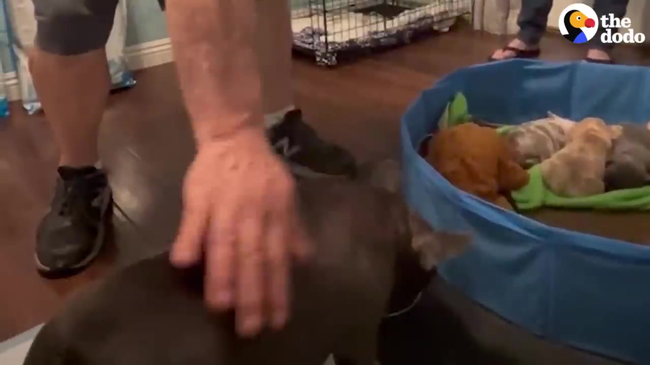 A person petting a French bulldog near a blue pool filled with sleeping puppies.