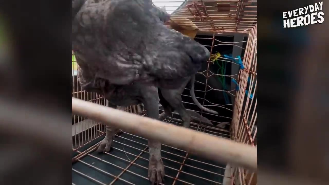 A rescued dog standing inside a metal transport cage.