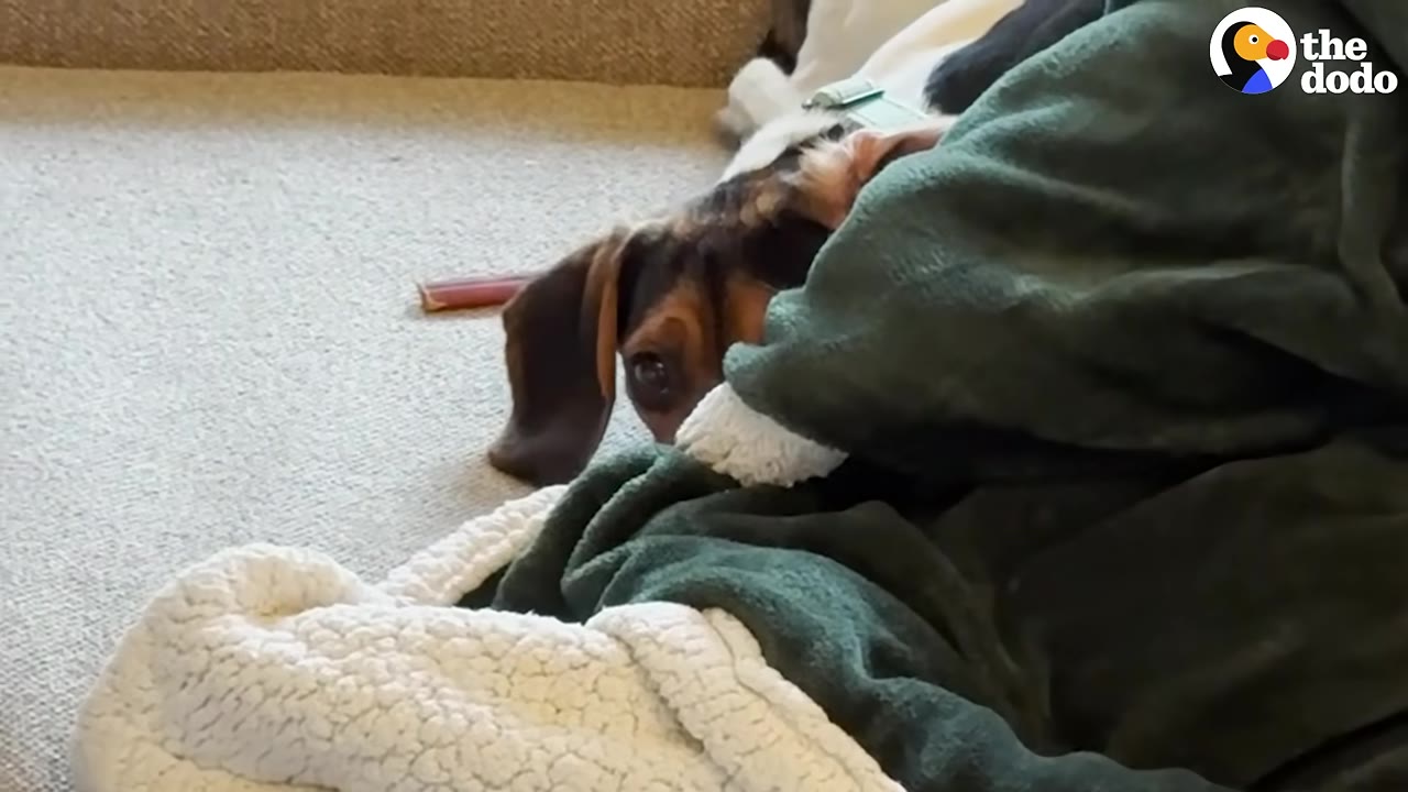 A brown and black dog peeks out cautiously from underneath a dark green blanket on the floor.
