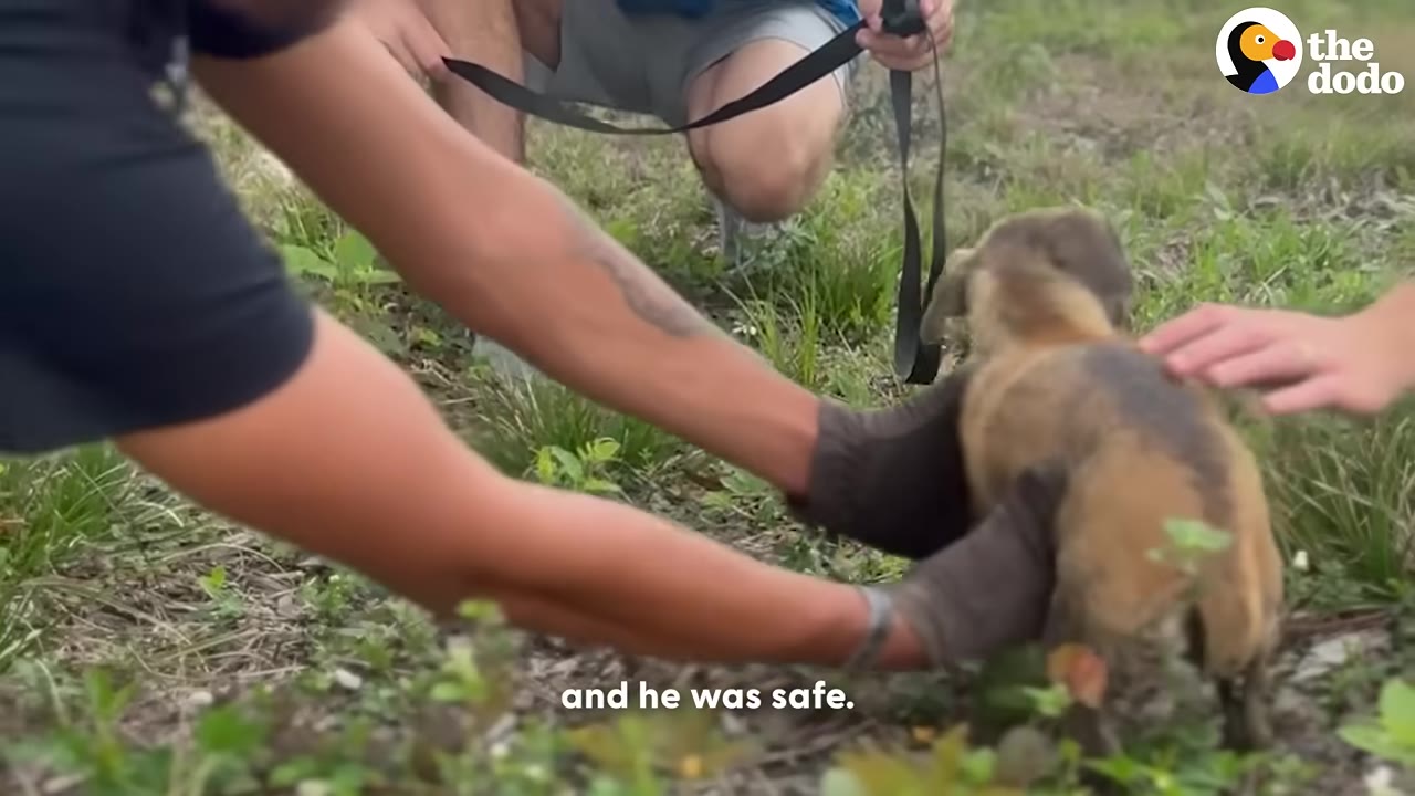 A small, dirty puppy being gently held and secured by gloved hands in a grassy field, with another person holding a leash in the background.