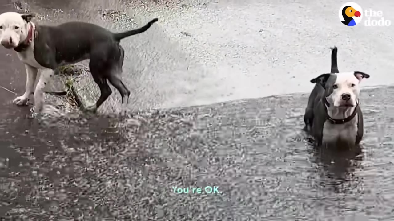 Two pit bull mix dogs standing in shallow water inside a concrete drainage channel in the rain, looking attentively forward.