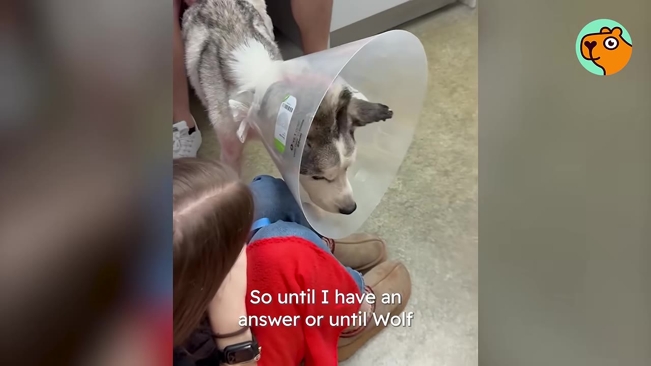 A husky wearing a plastic medical cone stands near a person sitting on the floor.