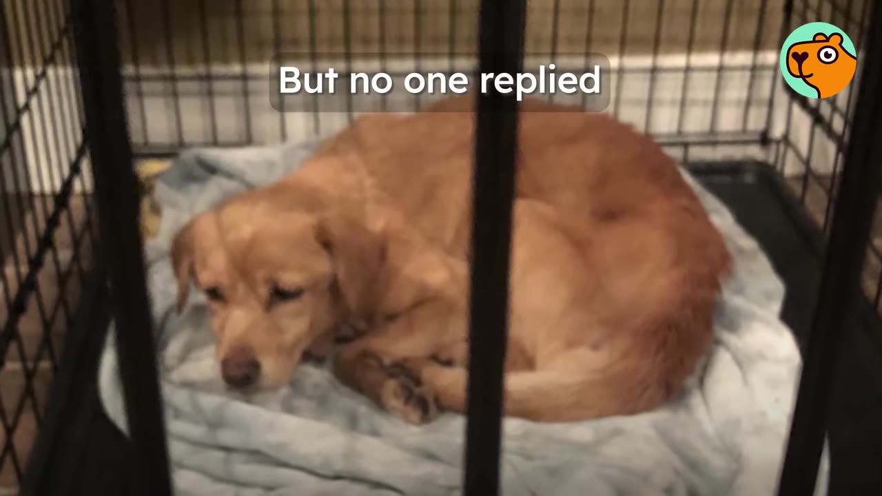 A small golden dog curling up on a blanket inside a wire crate.