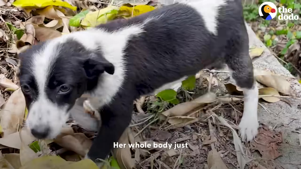 A small black-and-white puppy walks through dry leaves on the ground.