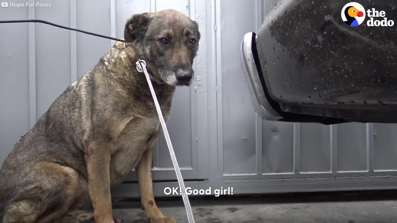 A medium-sized brown dog sitting calmly with a leash secured around its neck, looking toward the camera next to a car bumper.