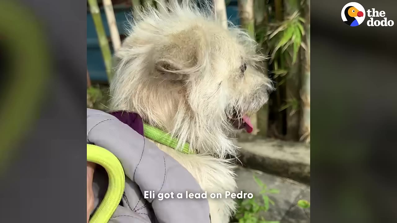 A close-up of a small, scruffy white dog wearing a green collar, being held gently by a person.