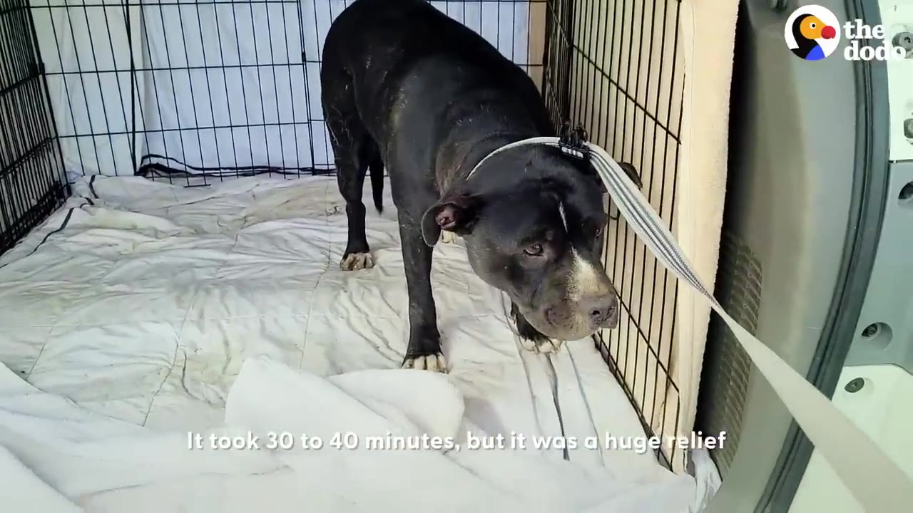 A black dog with white paws stands inside a wire crate in the back of a vehicle, wearing a leash.