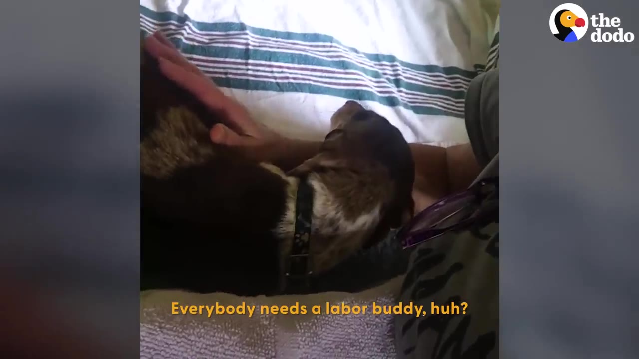 A brown and white dachshund rests its head against a person's chest while being gently petted on its back.