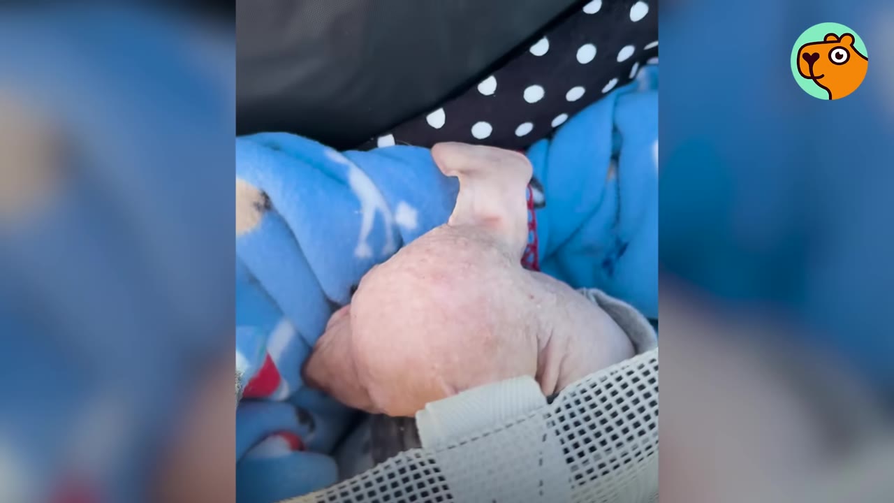 A tiny, hairless pink puppy nestled inside a blue blanket within a carrier.
