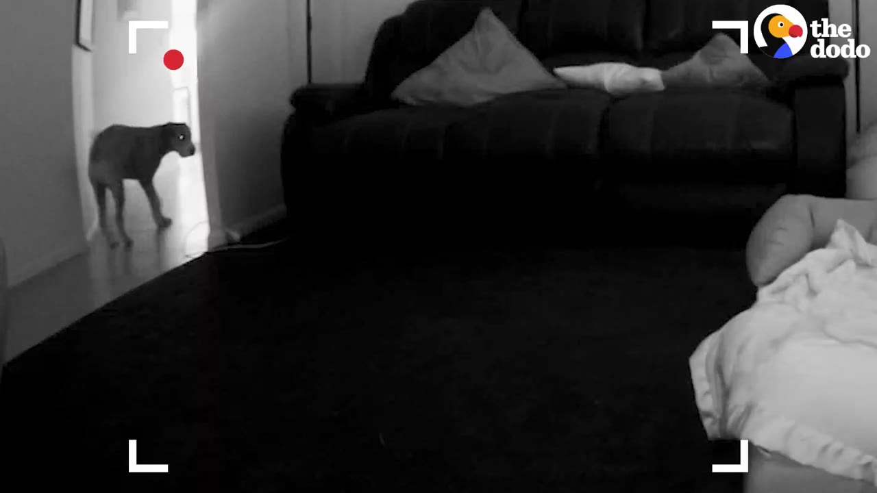Black and white night vision camera footage showing a dog standing hesitantly near a doorway in a living room.