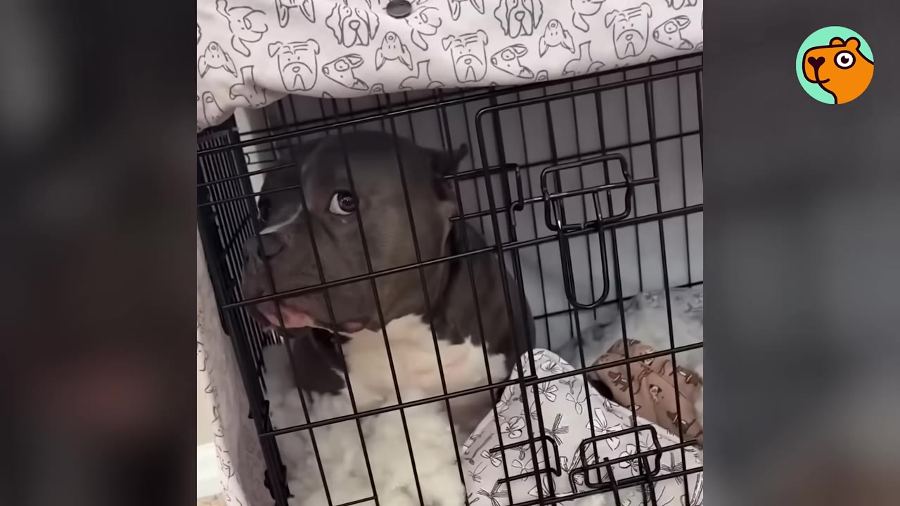 A gray and white dog sitting inside a wire dog crate with blankets.