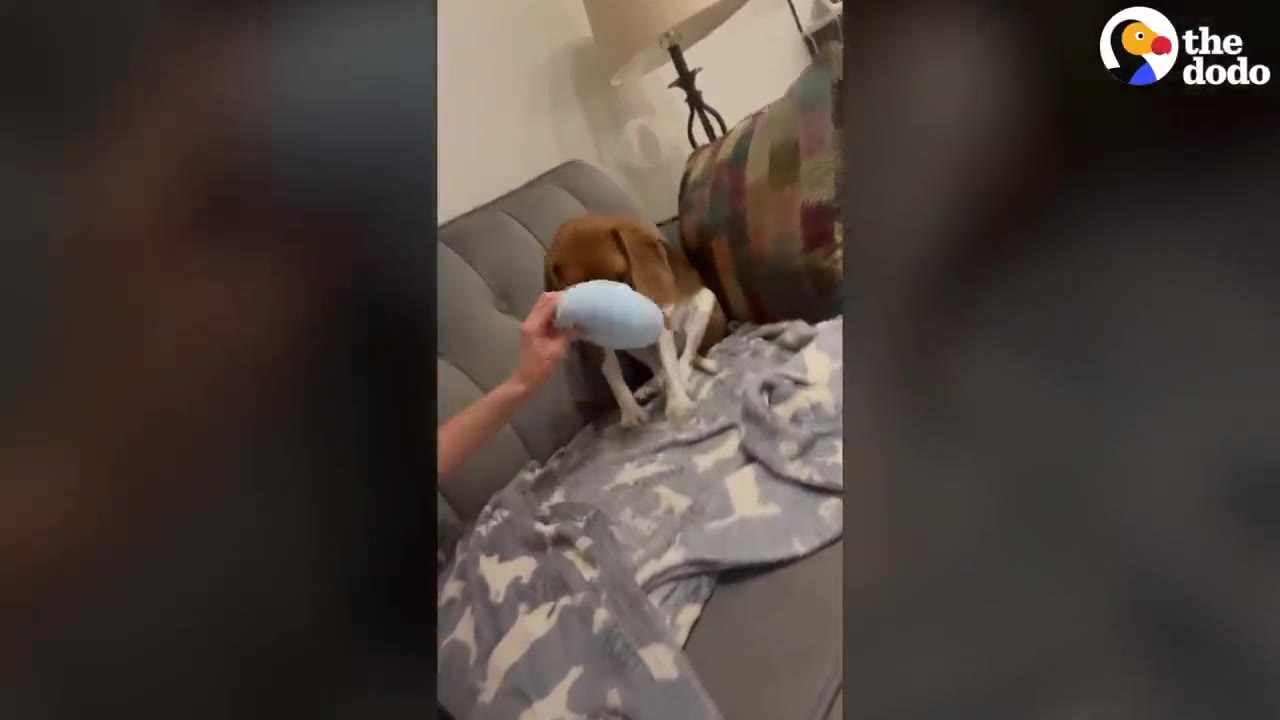 A brown and white beagle sits on a grey couch covered with a patterned blanket, looking at a blue toy held by a person's hand.