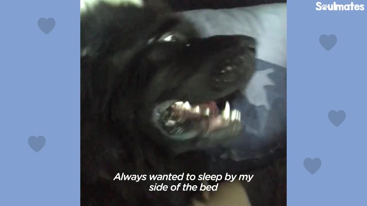 A close-up of a black dog lying down on a bed, looking up with its mouth slightly open.