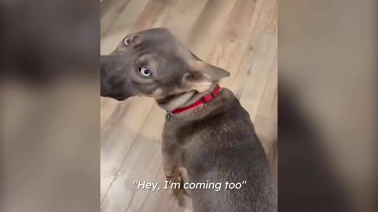 A gray dog with a red collar turns its head to look back attentively over its shoulder.