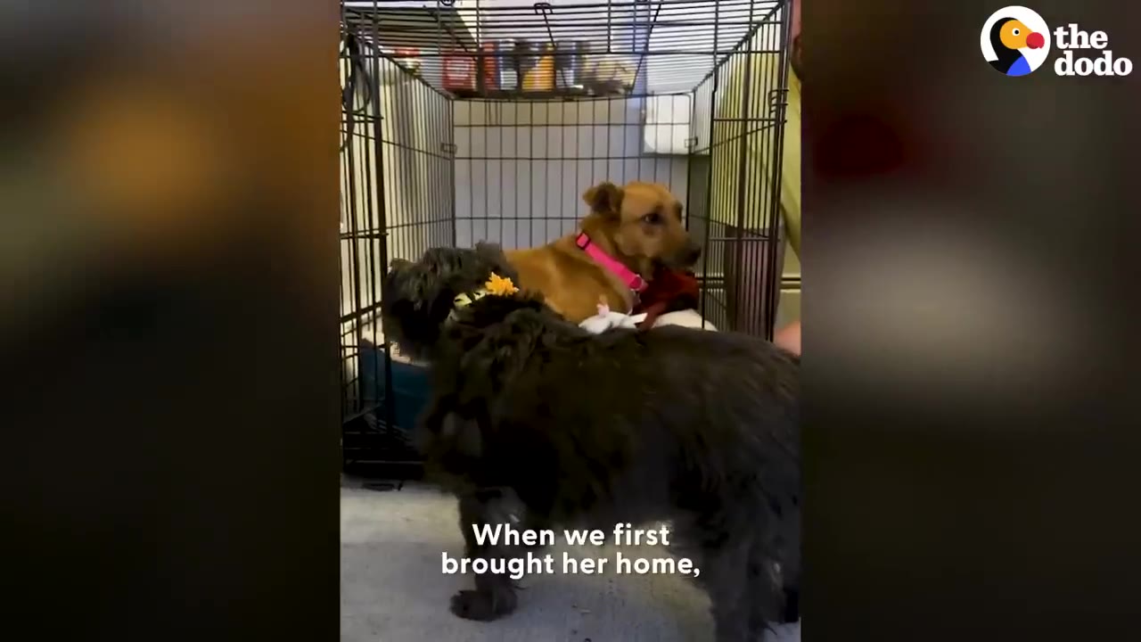 A small brown dog sitting inside an open metal dog crate indoors.