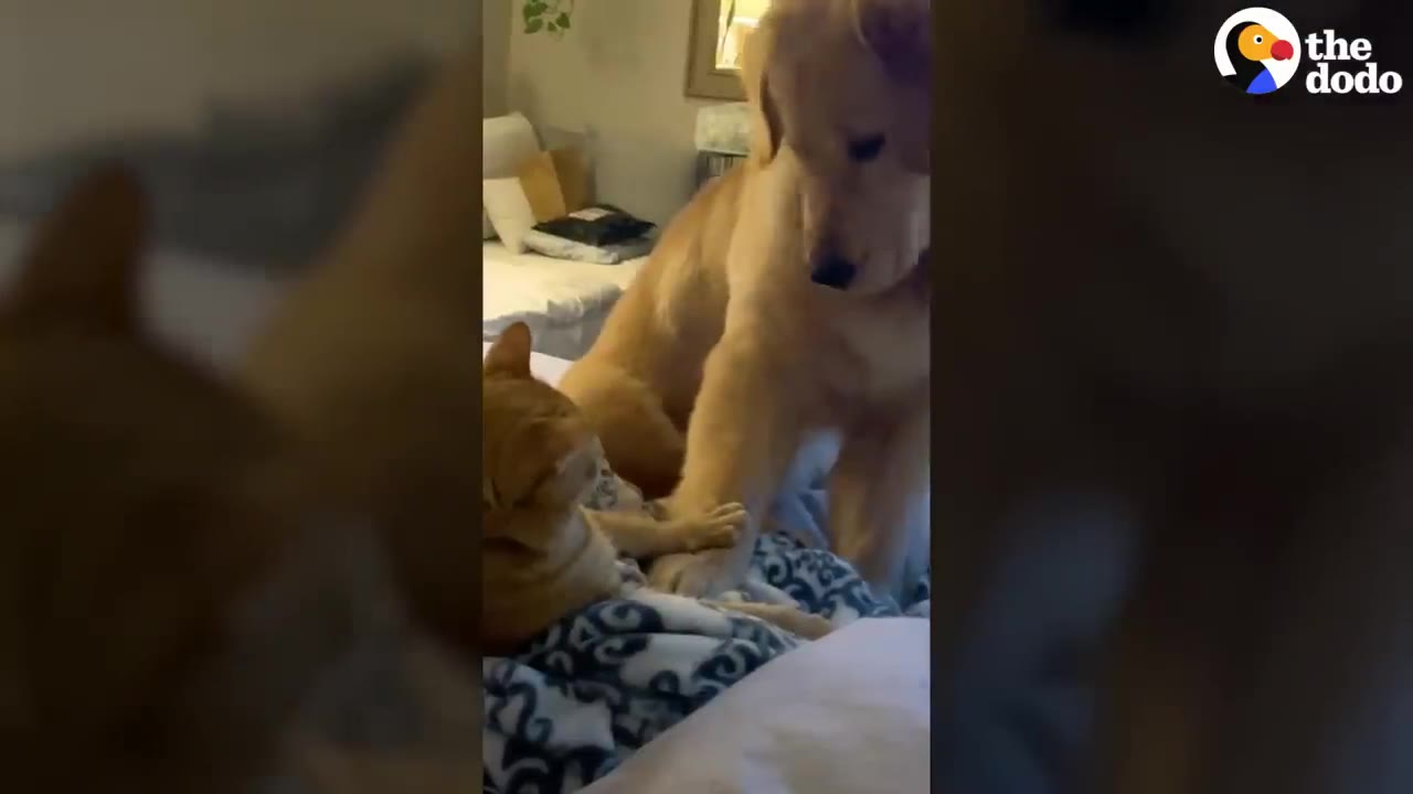 An orange cat resting on a bed extends a paw toward a Golden Retriever sitting nearby in a bedroom.