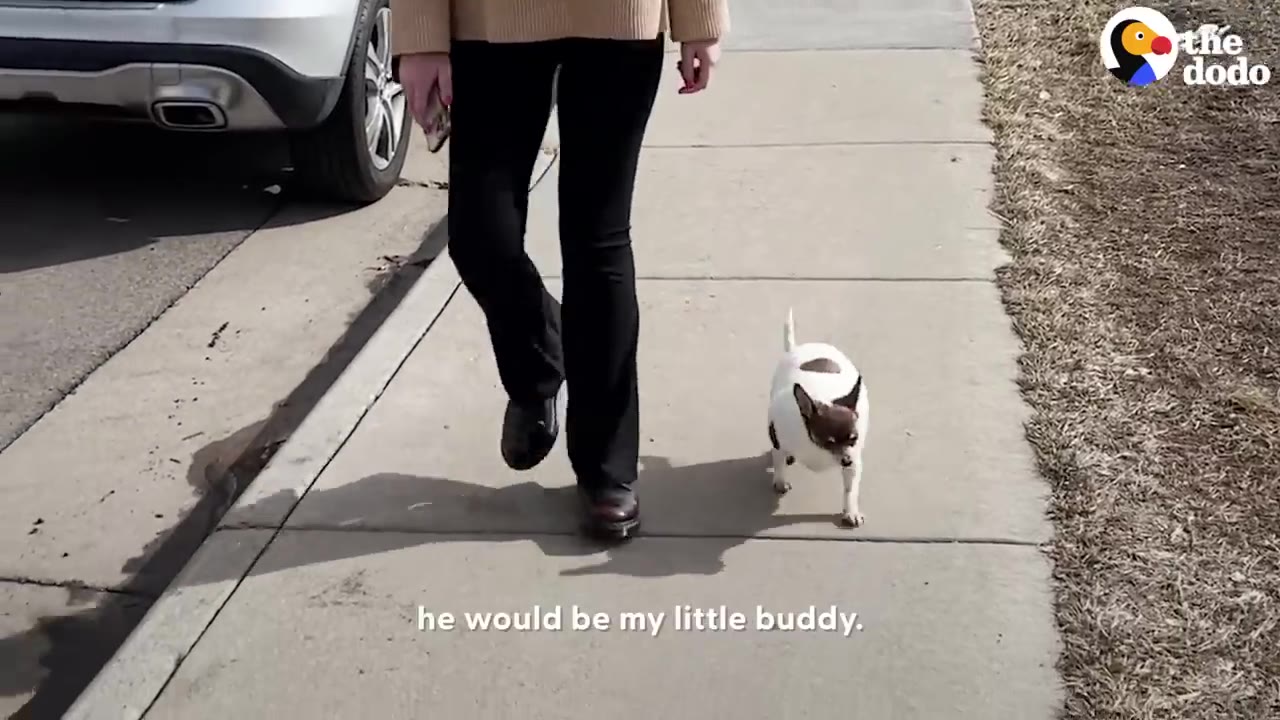 A small brown and white Chihuahua walking alongside a person on a concrete sidewalk.