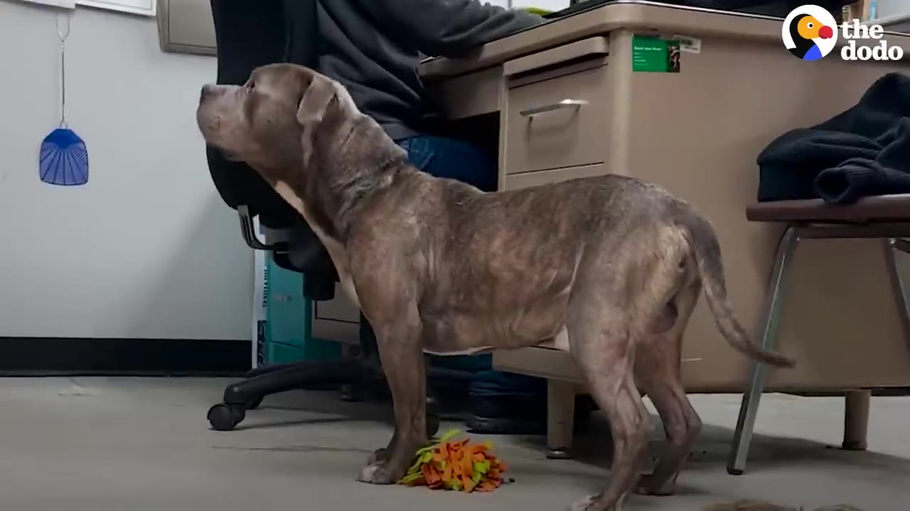 A brindle dog standing inside an office next to a desk.