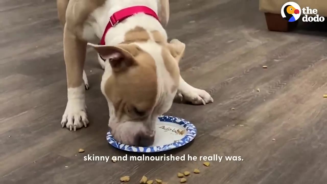 A tan and white dog wearing a red collar eats food from a blue and white paper plate on a wooden floor.