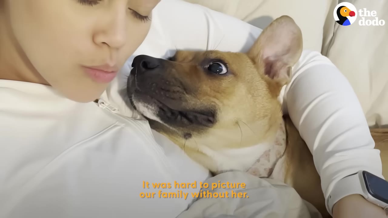A woman holding a small brown dog close in her arms while resting together.