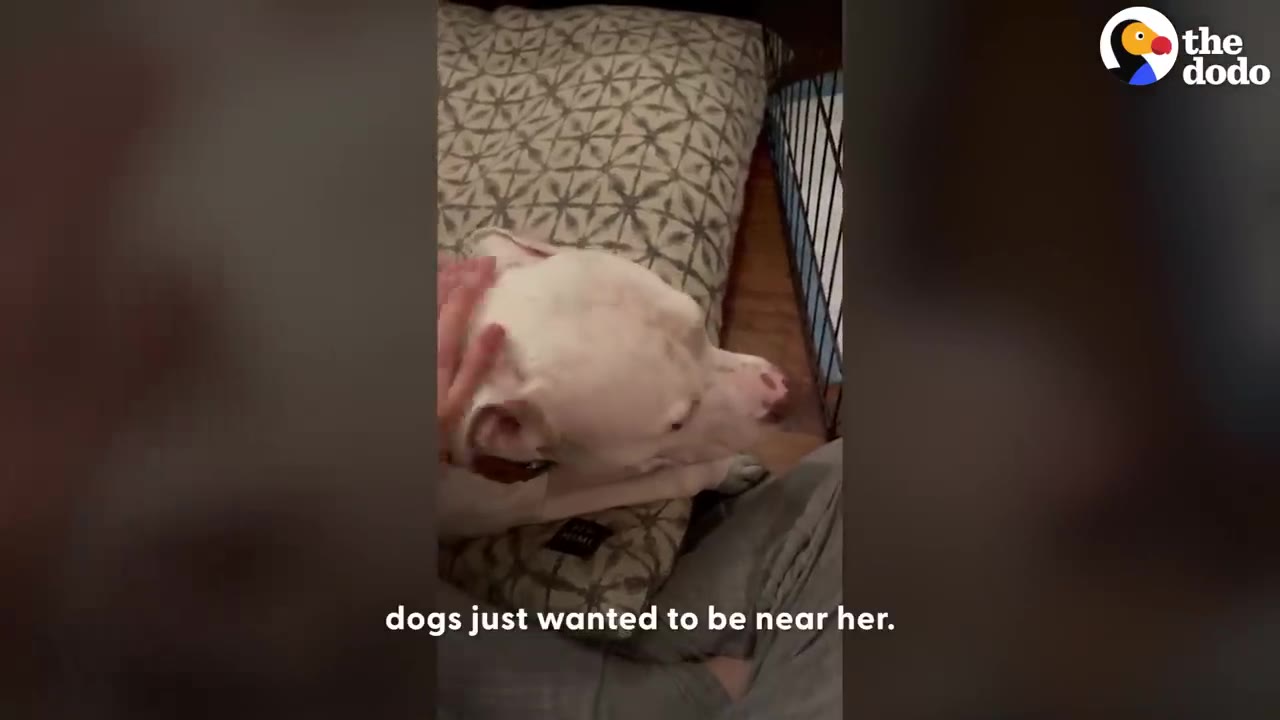A person gently pets a white dog resting on a patterned pillow.