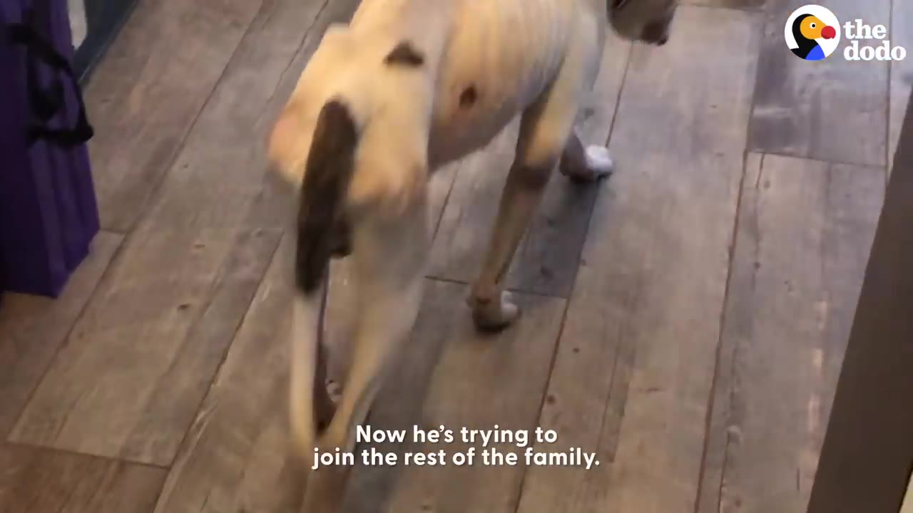 A thin, light-colored dog with dark patches on its back walks along a wooden floor.