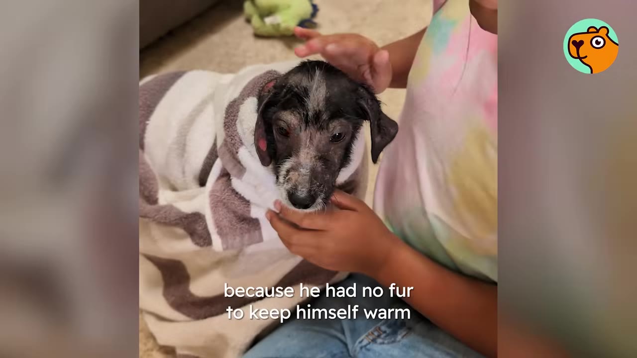 A small puppy with hair loss wrapped in a blanket being petted by a person indoors.