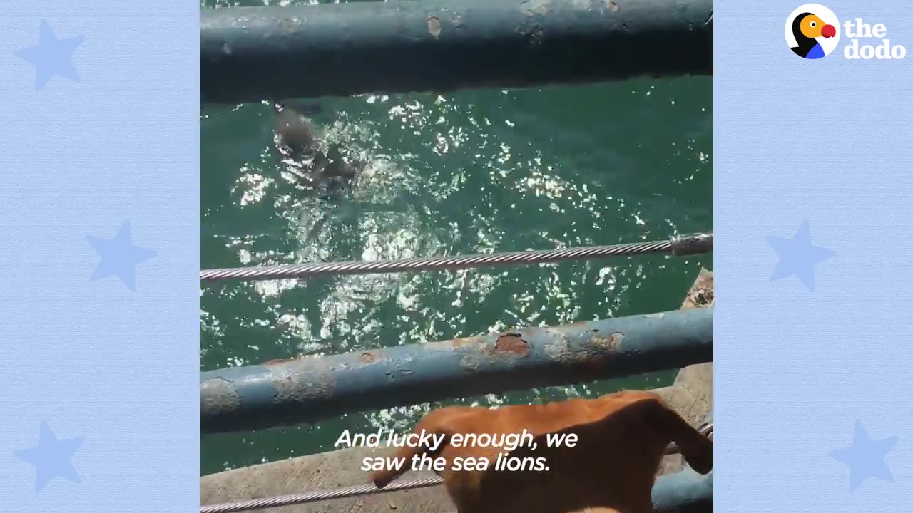 A brown dog looks over a metal railing into ocean water where a sea lion is swimming.