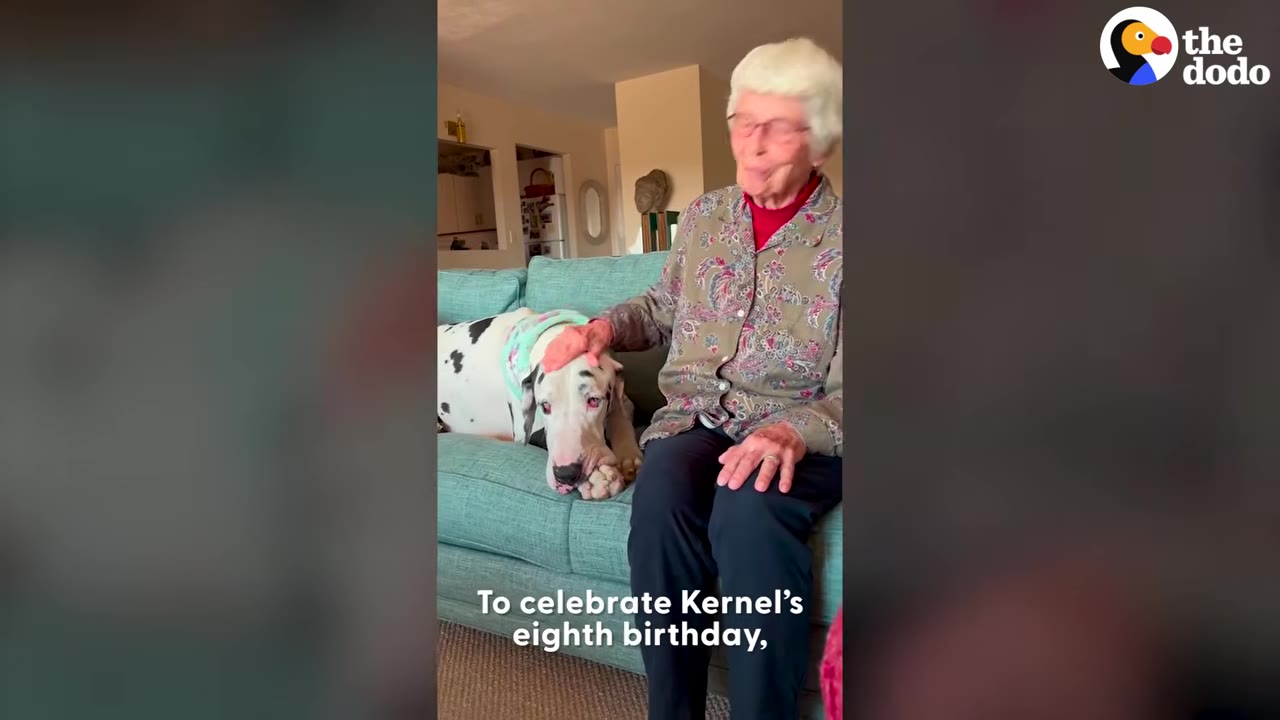 An elderly woman with white hair sitting on a teal sofa and gently petting Kernel, a large black-and-white Great Dane lying beside her.