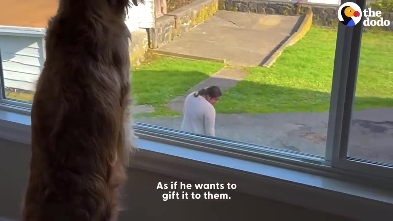 A fluffy golden dog stands by a window looking out at a neighbor walking across the lawn outside.