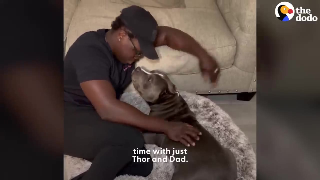 A man wearing a black hat leaning over and comforting a gray dog resting on a fluffy dog bed.