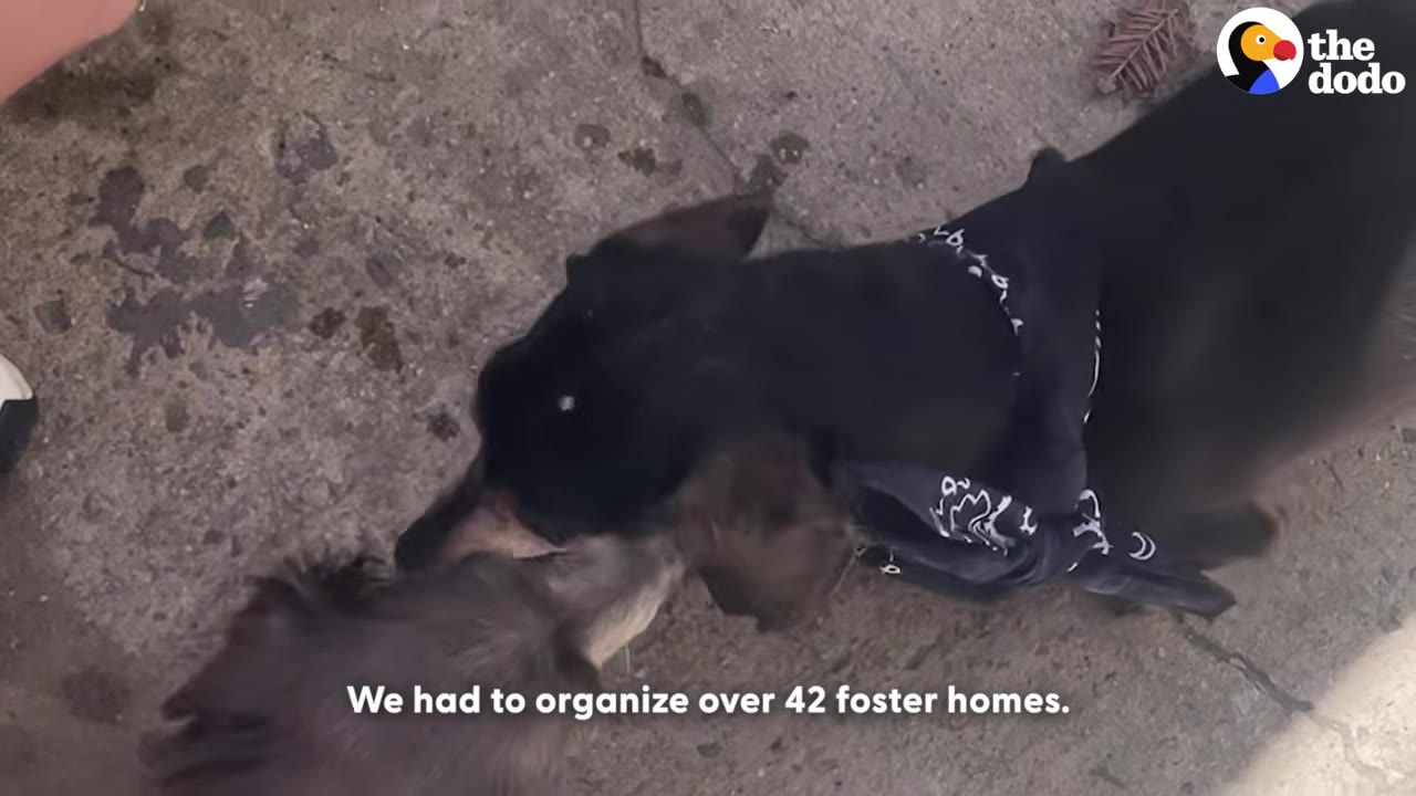 An overhead shot of a black dachshund wearing a black and white bandana sniffing another dog on a concrete surface.
