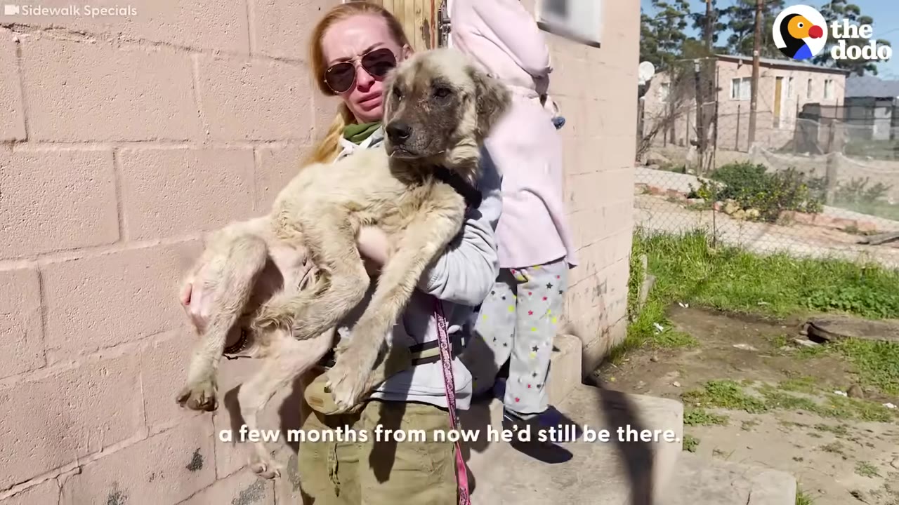 A rescuer in sunglasses lifting a large, light-colored dog in her arms near a brick wall.