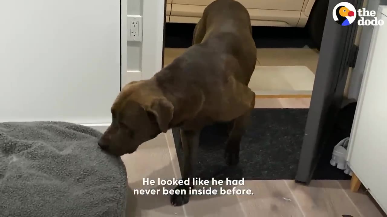 A brown dog cautiously steps inside a house and sniffs a grey dog bed on the floor.