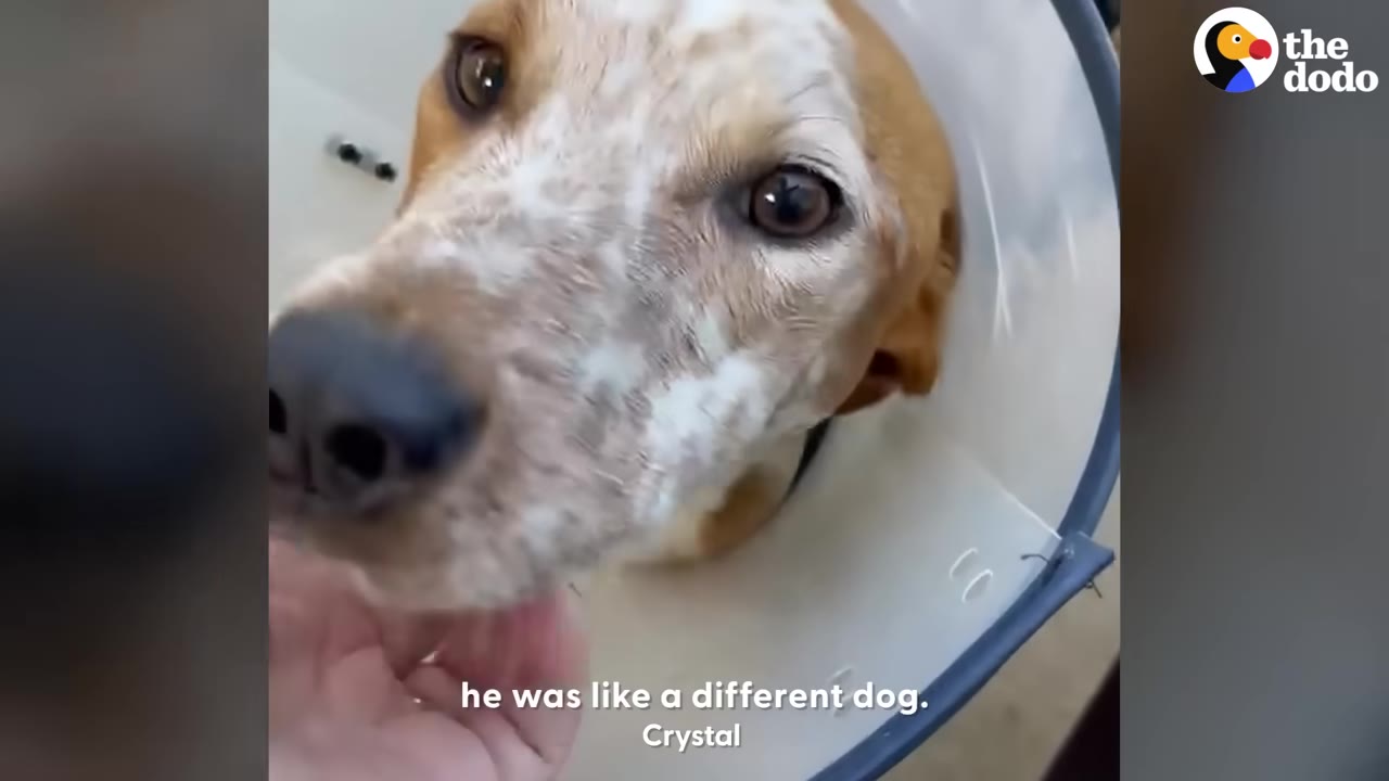 A close-up of a brown and white dog wearing a plastic protective cone, looking up with bright eyes as a hand gently pets his chin.