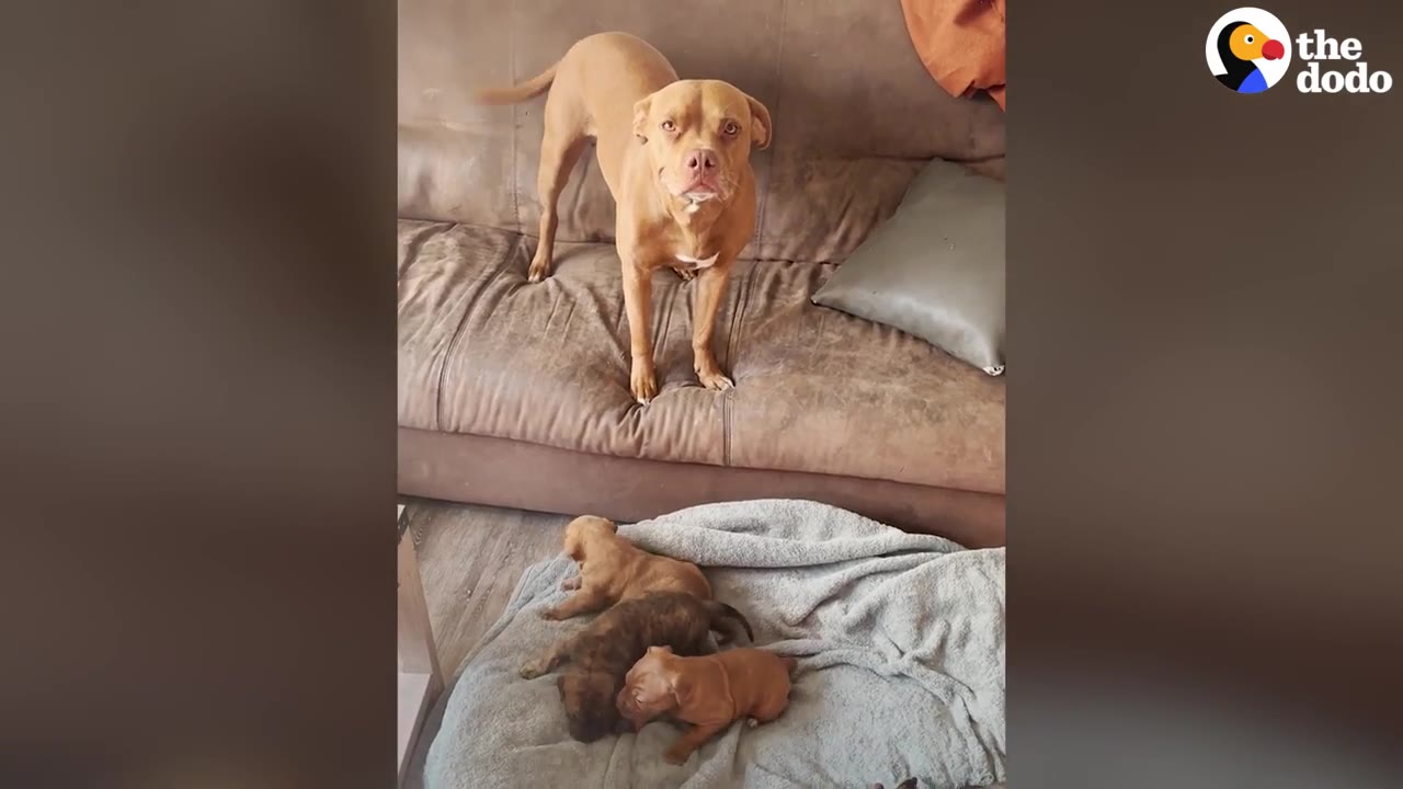 A tan pit bull stands on a brown leather couch, looking down at a litter of small puppies resting on a blanket on the floor.