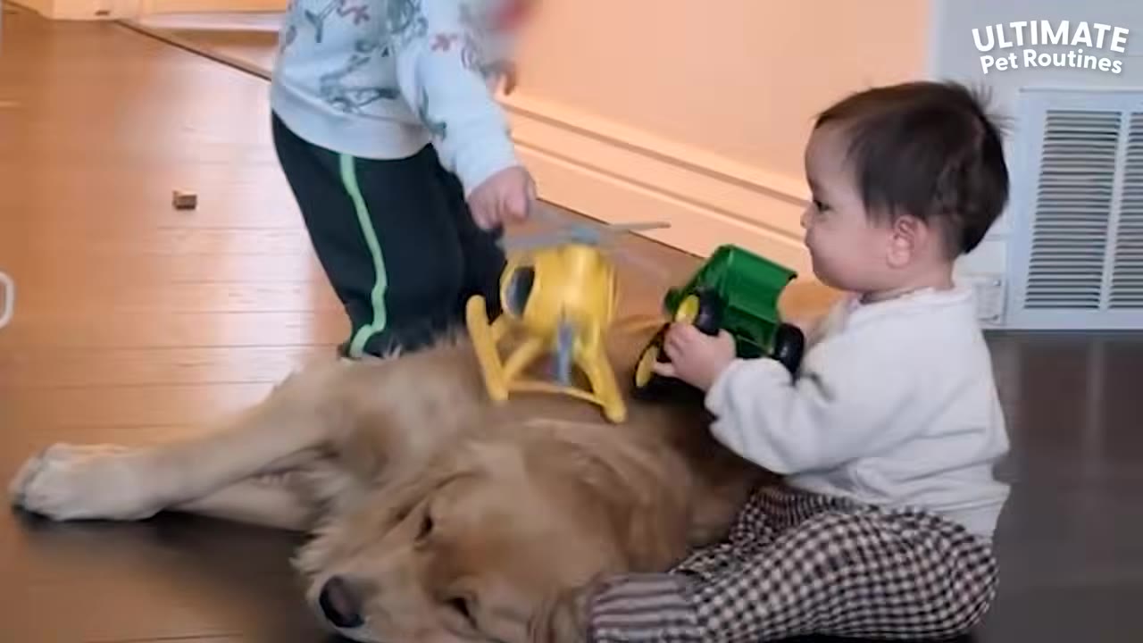 A golden retriever lies on the floor while a toddler playing with a green toy tractor sits beside it.