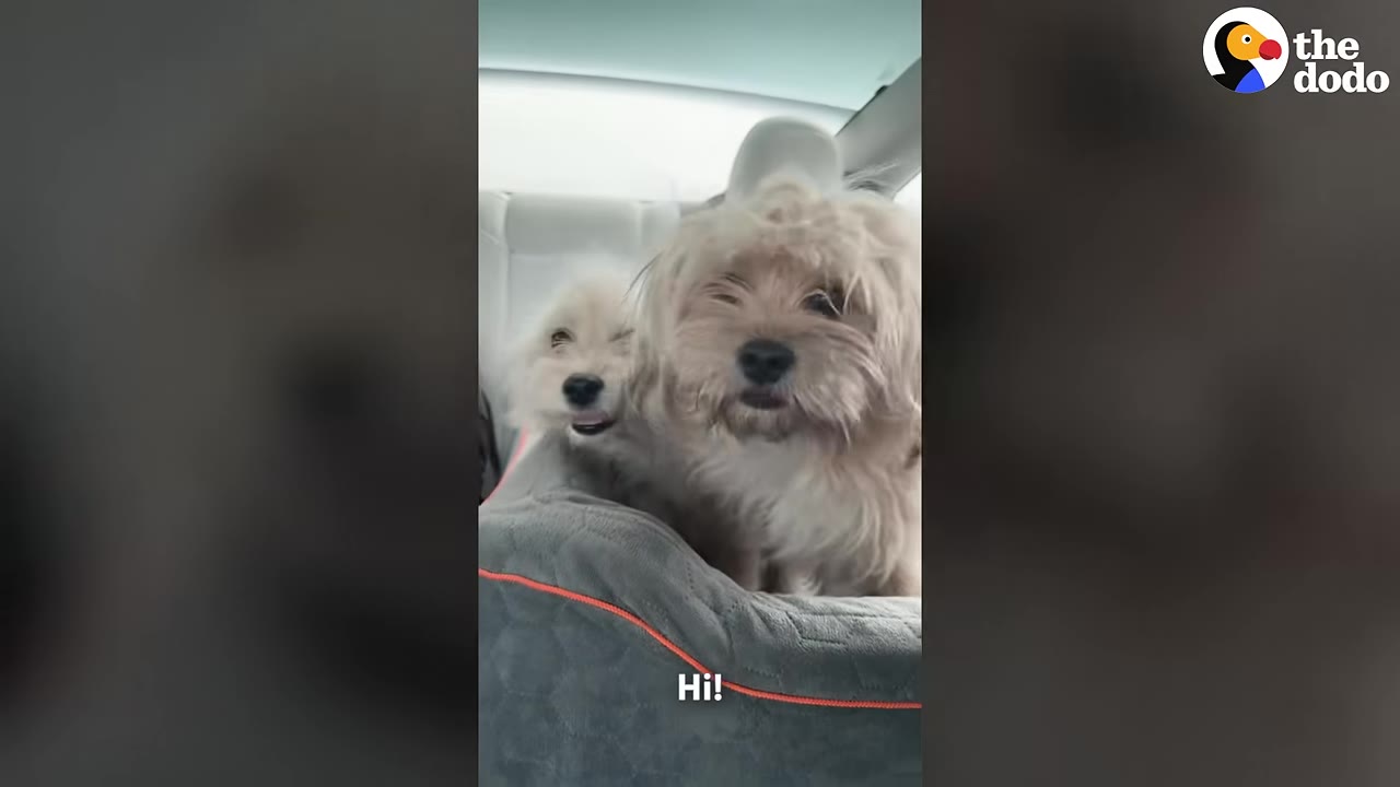 Two small, fluffy, light-colored dogs sitting together in a car seat, looking forward with friendly expressions.