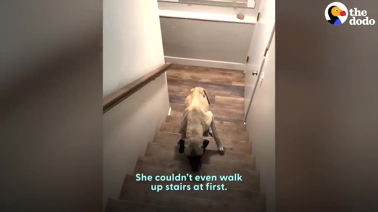 A thin, light brown dog cautiously moves up a wooden flight of stairs indoors.