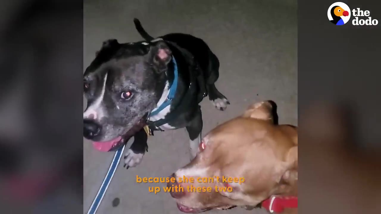 Two dogs looking up toward the camera while outside at night.