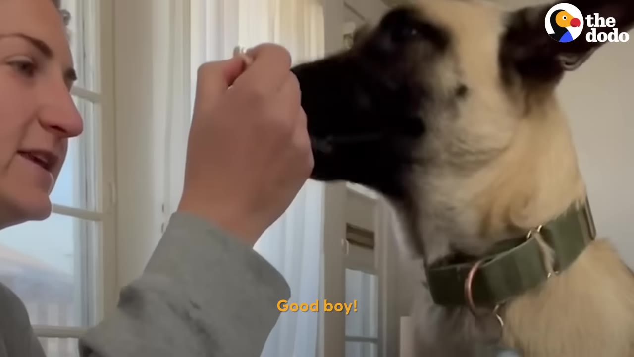 A woman feeds a treat to a tan dog wearing a green collar.
