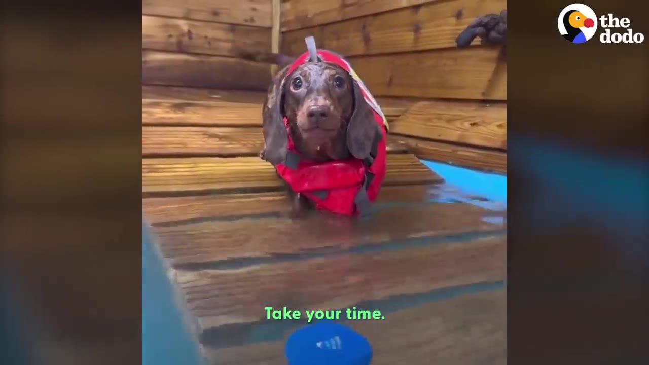 A dachshund wearing a red life jacket stands in shallow water on a wooden ramp, looking forward.