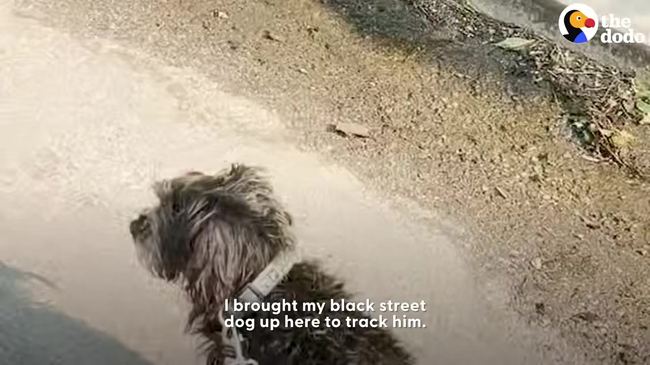A dark, scruffy dog wearing a light collar outdoors on a dirt path.