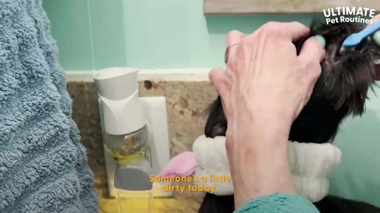 A close-up shot of a person's hands using a small blue toothbrush to brush the teeth of a small black dog wearing a white spa headband.