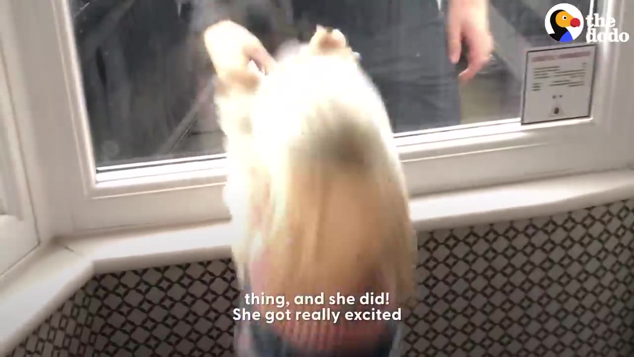 A small dog standing on its hind legs looking out a window at a person outside.