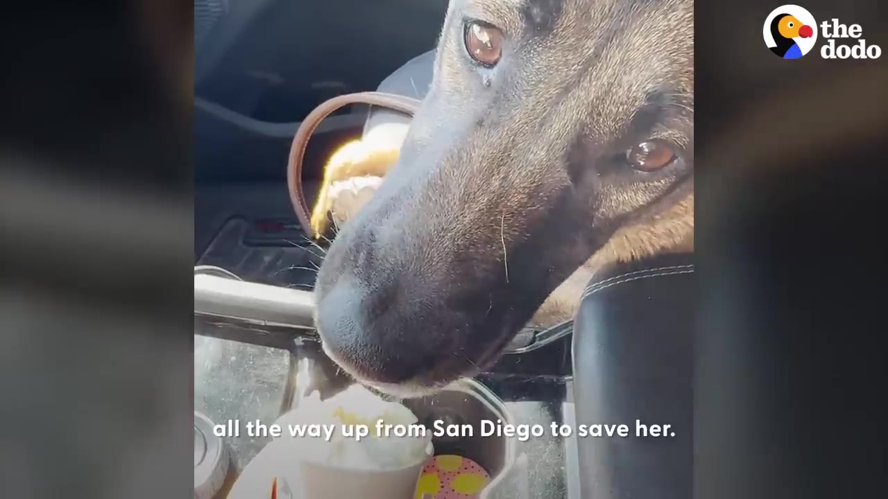 A close-up of a German Shepherd dog in a car looking gently towards the camera near a cup of whipped cream.